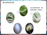 【核心素養(yǎng)優(yōu)質(zhì)課】教科版科學(xué)三年級下冊2.4 蠶變了新模樣（教學(xué)課件+同步教案含反思）