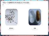 【核心素養(yǎng)優(yōu)質(zhì)課】教科版科學三年級下冊2.5 繭中鉆出了蠶蛾（教學課件+同步教案含反思）