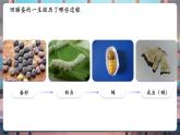 【核心素養(yǎng)優(yōu)質課】教科版科學三年級下冊2.6 蠶的一生（教學課件+同步教案含反思）