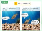 第5課 它們吃什么 課件 科學(xué)教科版（2024）一年級(jí)下冊(cè)
