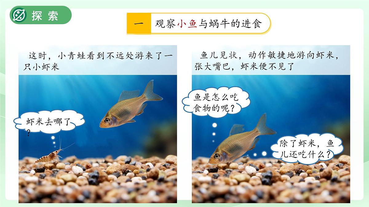 第5课 它们吃什么 课件 科学教科版（2024）一年级下册第5页
