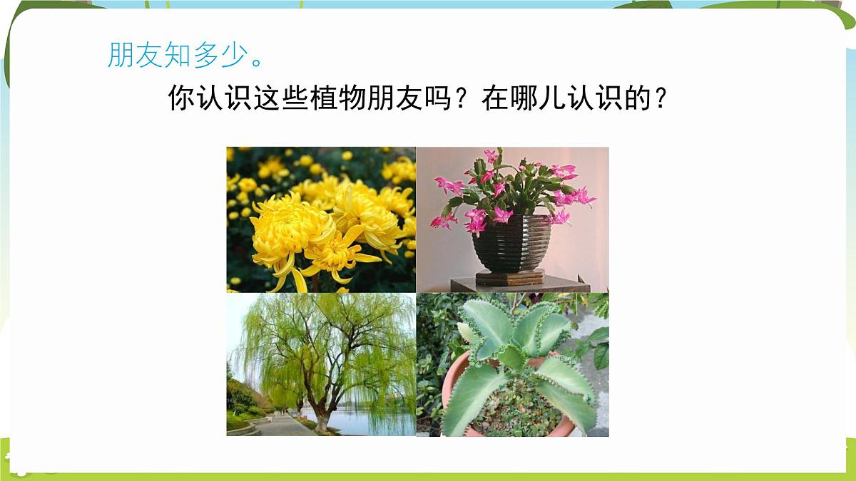 冀人版（2024）科学一年下册 1.1 认识植物（课件）第4页