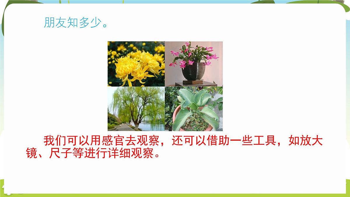 冀人版（2024）科学一年下册 1.1 认识植物（课件）第6页