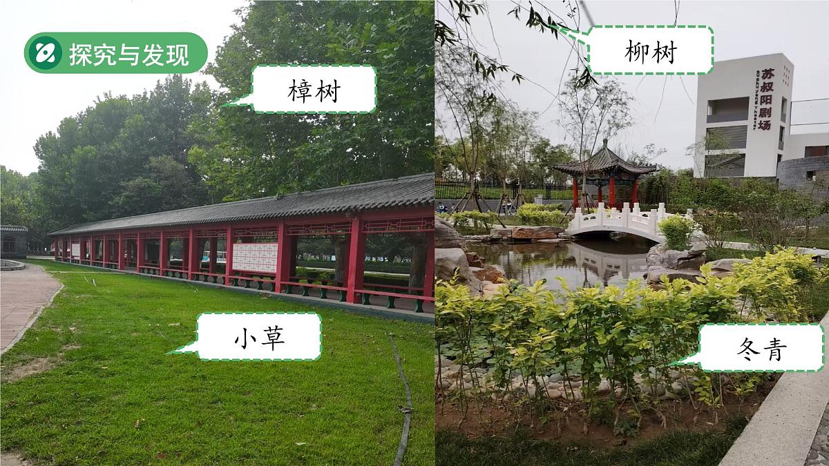 第1课 认识植物 课件 科学冀人版（2024）一年级下册第5页