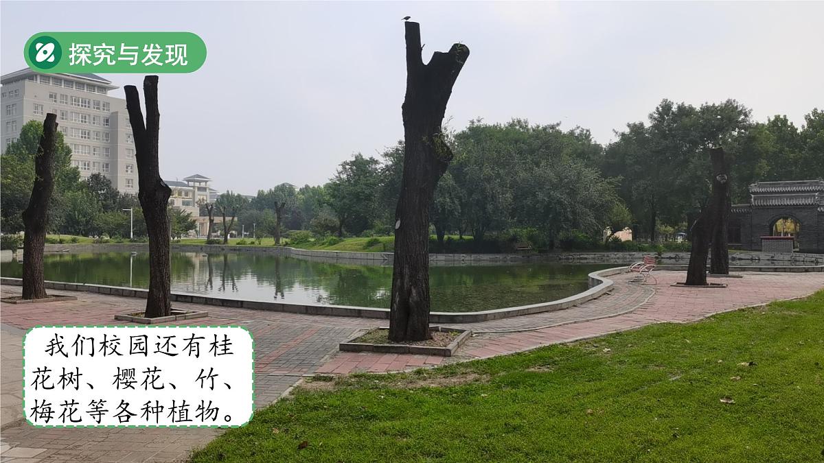 第1课 认识植物 课件 科学冀人版（2024）一年级下册第6页
