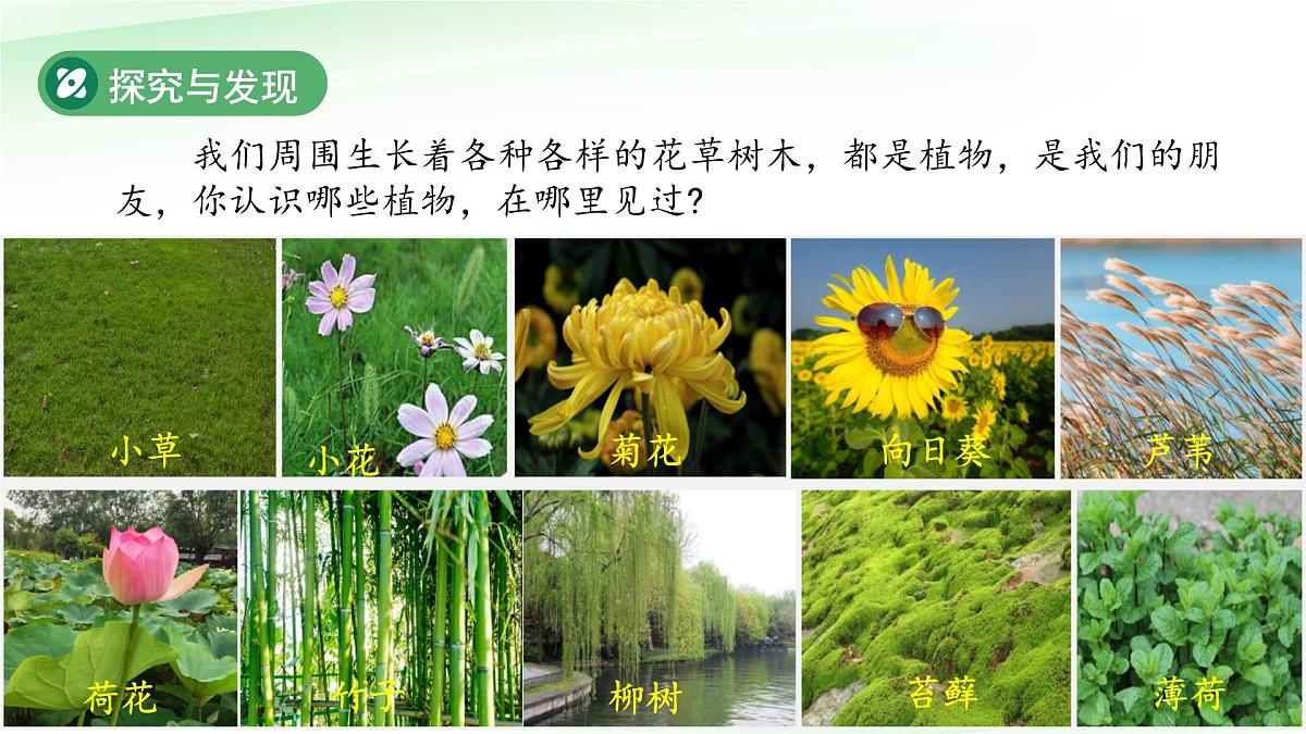 第1课 认识植物 课件 科学冀人版（2024）一年级下册第7页
