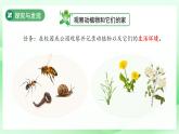 第7課 動植物的家 課件 科學冀人版（2024）一年級下冊