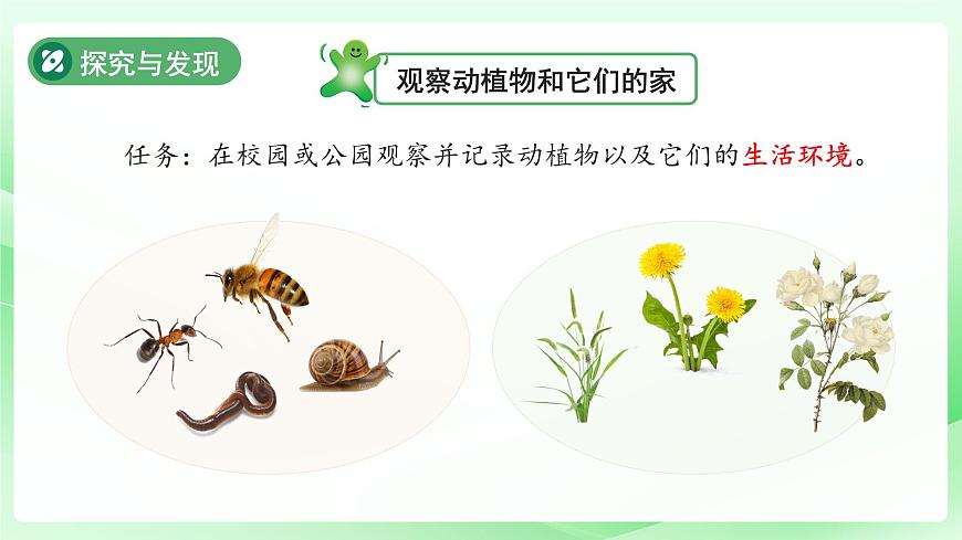 第7课 动植物的家 课件 科学冀人版（2024）一年级下册第5页