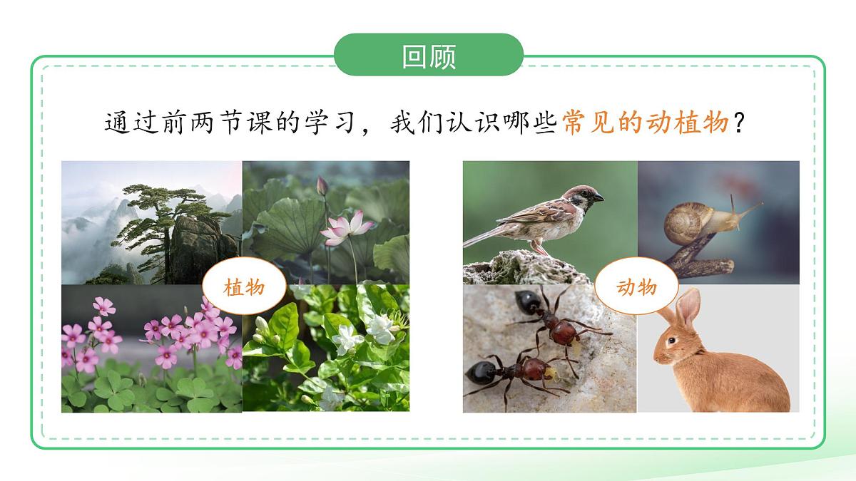 第7课 动植物的异同 课件 2024-2025学年科学一年级下册粤教粤科版（2024）第2页