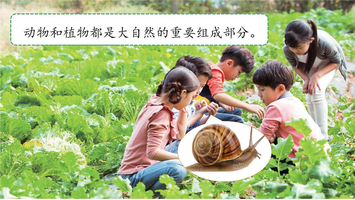 第7课 动植物的异同 课件 2024-2025学年科学一年级下册粤教粤科版（2024）第4页