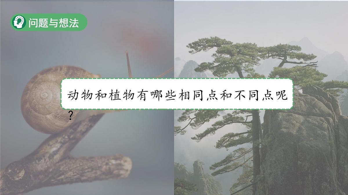 第7课 动植物的异同 课件 2024-2025学年科学一年级下册粤教粤科版（2024）第5页