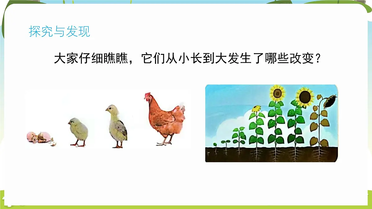 冀人版（2024）科学一年级下册 1.3 比较动物和植物（课件）第7页