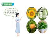 第4課 身邊的植物  課件 科學粵教粵科版（2024）一年級下冊