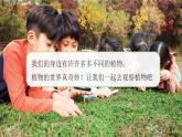 第5課 觀察植物 課件 科學粵教粵科版（2024）一年級下冊