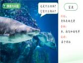 第3課 比較植物和動物 課件 科學冀人版（2024）一年級下冊