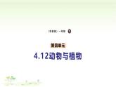 4.12《動物與植物》課件 蘇教版（2024）一年級科學(xué)下冊