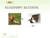 4.12《動物與植物》課件 蘇教版（2024）一年級科學(xué)下冊