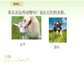 4.12《動物與植物》課件 蘇教版（2024）一年級科學(xué)下冊
