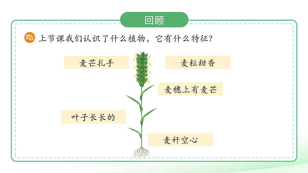 3.2 常见植物的特征 课件 科学大象版（2024）一年级下册第三单元第2页