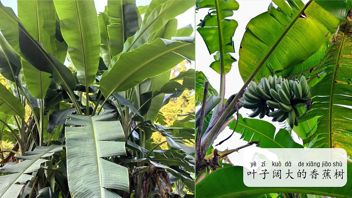 3.2 常见植物的特征 课件 科学大象版（2024）一年级下册第三单元第4页