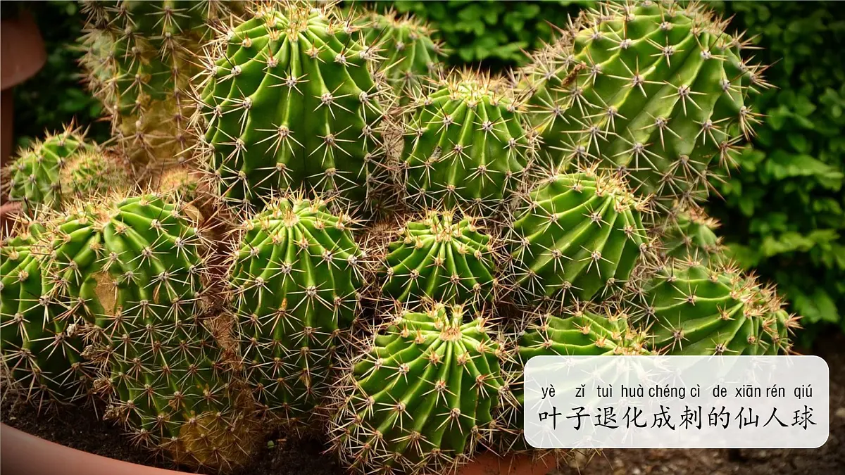 3.2 常见植物的特征 课件 科学大象版（2024）一年级下册第三单元第5页