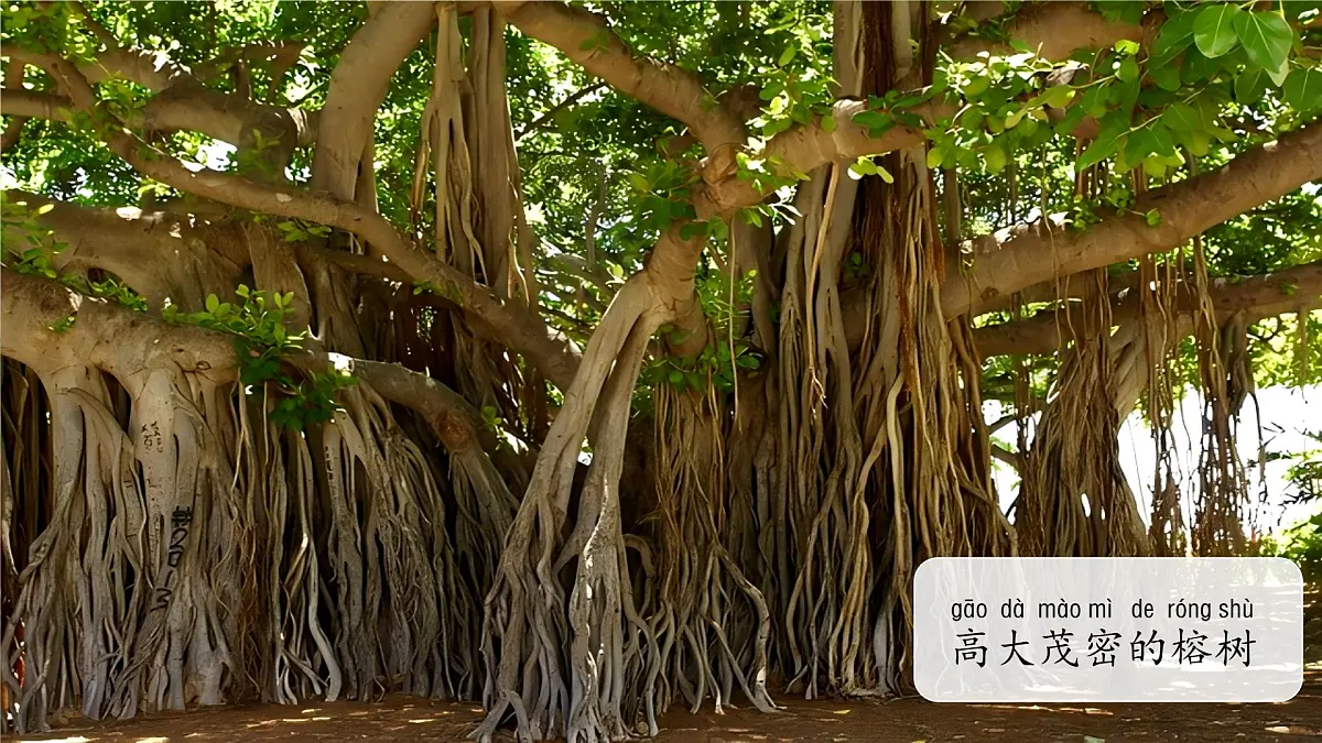 3.2 常见植物的特征 课件 科学大象版（2024）一年级下册第三单元第6页