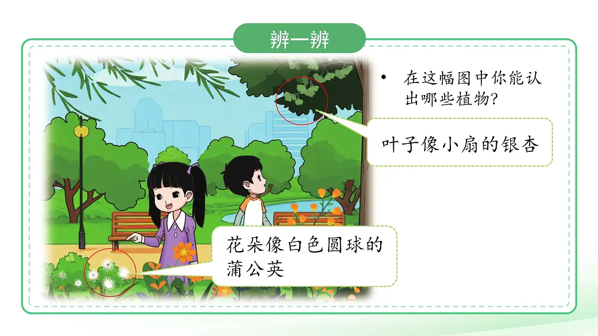 3.2 常见植物的特征 课件 科学大象版（2024）一年级下册第三单元第8页
