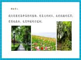 【大單元整體教學】蘇教版科學一年級下冊4.11《多姿多彩的植物》課時課件