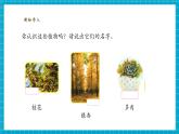 【大單元整體教學】蘇教版科學一年級下冊4.11《多姿多彩的植物》課時課件