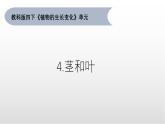 1.4《莖和葉》課件 教科版科學(xué)四年級下冊