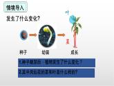 1.4《莖和葉》課件 教科版科學(xué)四年級下冊