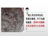 1.4《莖和葉》課件 教科版科學(xué)四年級下冊