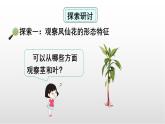 1.4《莖和葉》課件 教科版科學(xué)四年級下冊