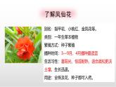 1.2《种植凤仙花》课件 教科版科学四年级下册