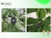 6.《蚕的一生》课件 教科版科学三年级下册