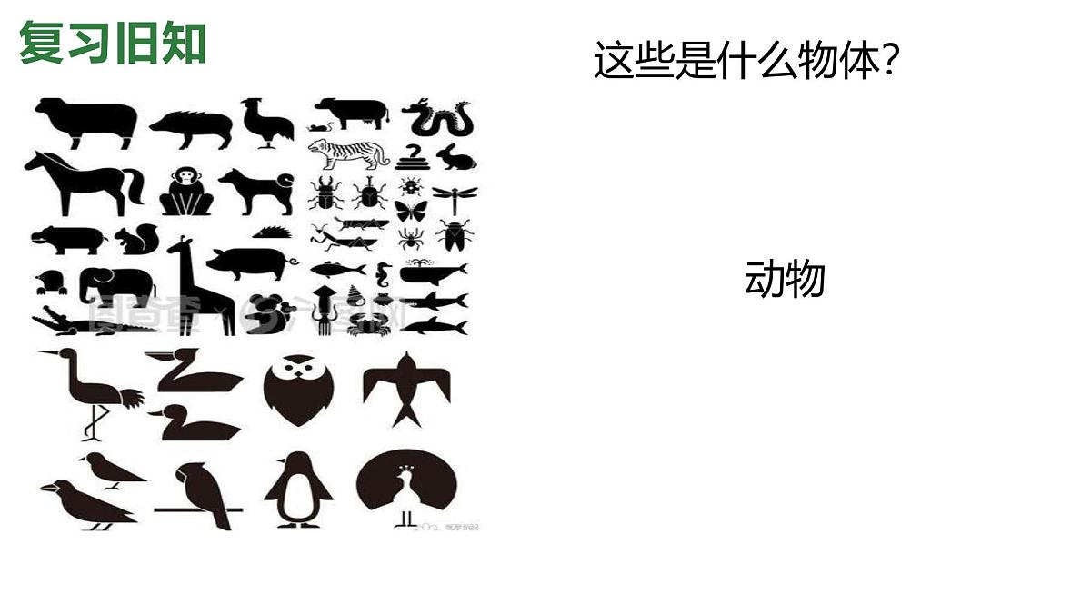 1.2024教科版一年级科学下册1.1观察物体的特征课件第7页