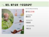 3.《給蝸牛建個(gè)“家”》課件 教科版科學(xué)一年級(jí)下冊(cè)