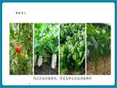 【優(yōu)質(zhì)公開(kāi)課】大象版科學(xué)一年級(jí)下冊(cè)3.2《常見(jiàn)植物的特征》教學(xué)課件+單元整體設(shè)計(jì)+課時(shí)教案