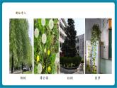 【優(yōu)質(zhì)公開(kāi)課】大象版科學(xué)一年級(jí)下冊(cè)3.3《識(shí)別植物》教學(xué)課件+單元整體設(shè)計(jì)+課時(shí)教案