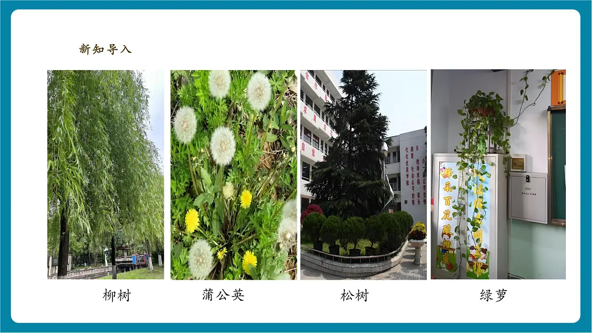 【大单元教学】3.3《识别植物》课时课件第3页