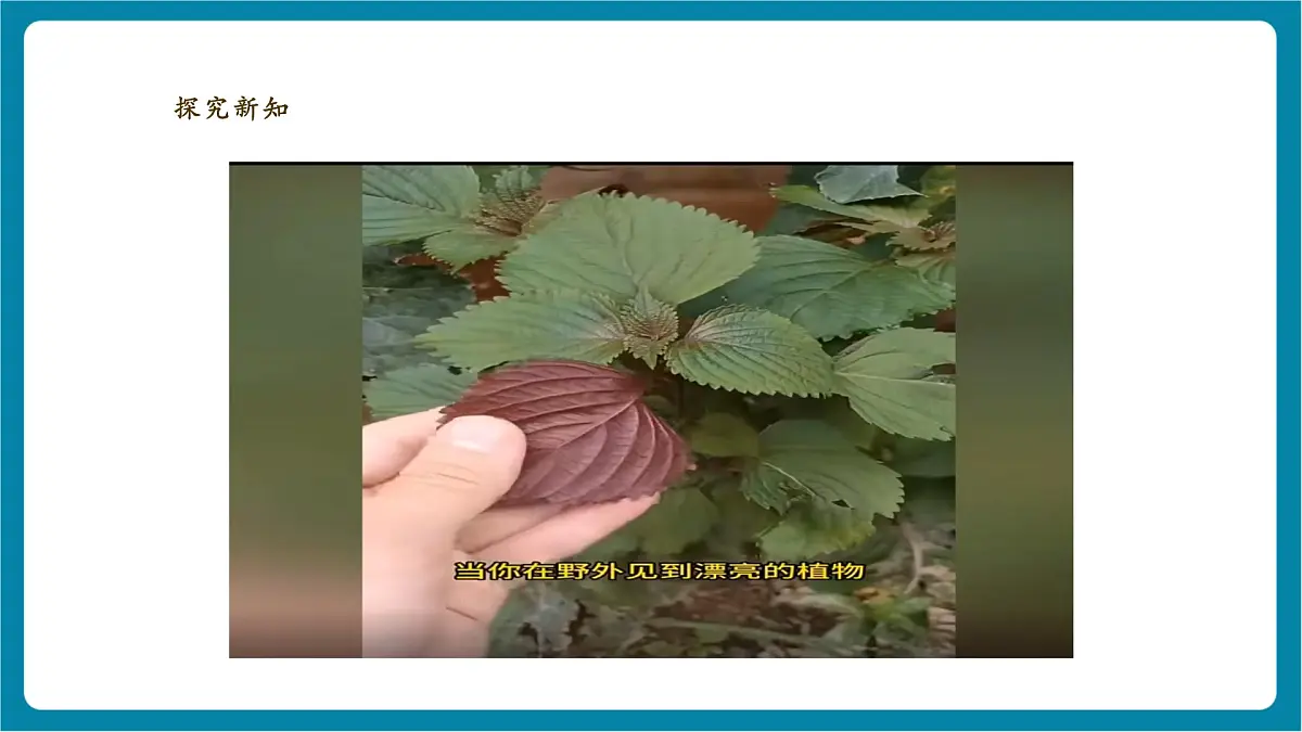 【大单元教学】3.3《识别植物》课时课件第8页