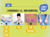 1.1《觀察物體的特征》課件 教科版科學(xué)一年級下冊
