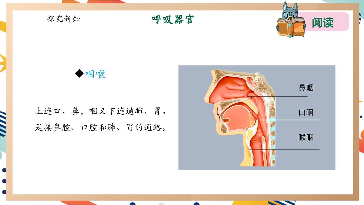 【大单元整体教学】4.2我们的呼吸器官 课时课件第8页