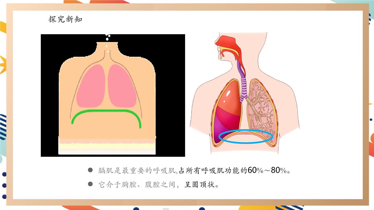 【大单元整体教学】4.3肺是怎样呼吸的 课时课件第6页