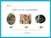 【大單元核心素養(yǎng)】教科版科學(xué)一下2.4《水中的動物》單元整體設(shè)計(jì)+教學(xué)課件+同步教案