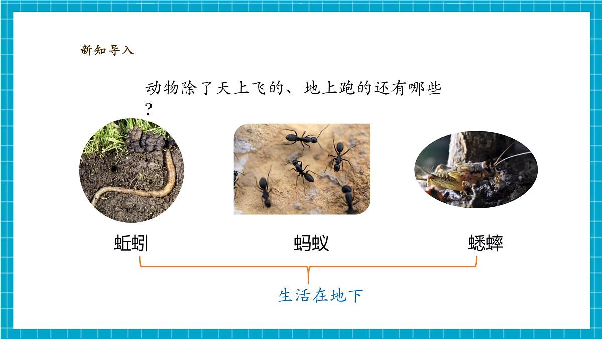 【大单元教学】2.4《水中的动物》课时课件第5页