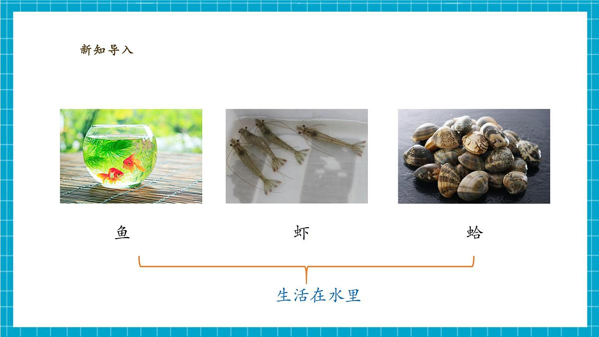 【大单元教学】2.4《水中的动物》课时课件第6页
