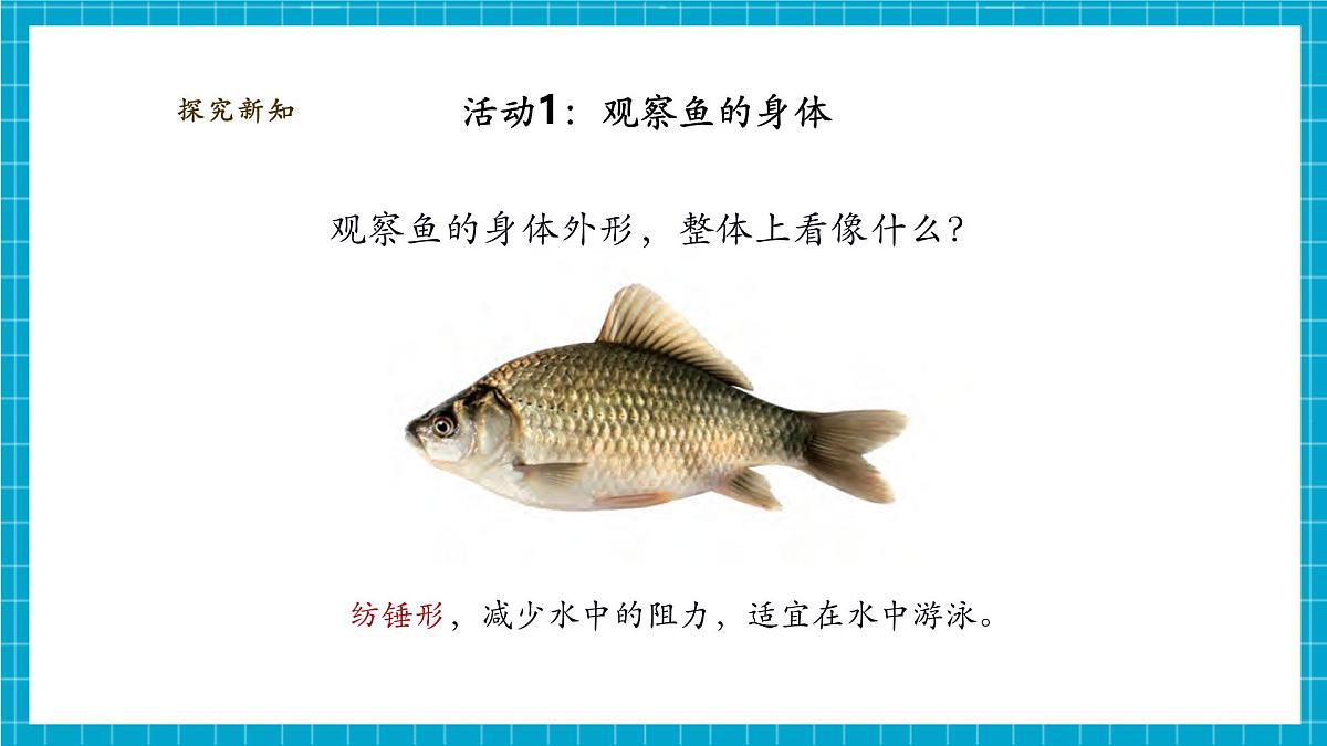 【大单元教学】2.4《水中的动物》课时课件第8页
