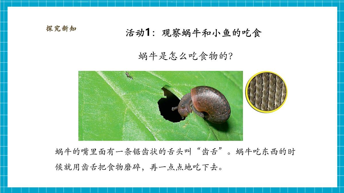 【大单元教学】2.5《它们吃什么》课时课件第6页