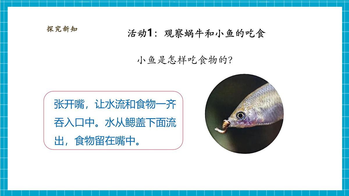 【大单元教学】2.5《它们吃什么》课时课件第8页